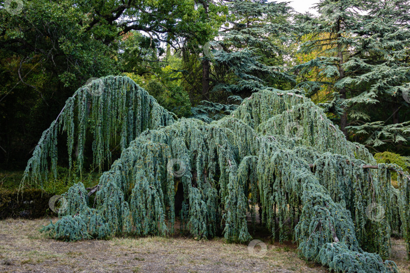 Скачать Величественный плакучий голубой атласский кедр (Cedrus atlantica Glauca Pendula) в старом Массандровском парке, Крым. Крупным планом свисающие ветви на фоне вечнозеленых деревьев. фотосток Ozero