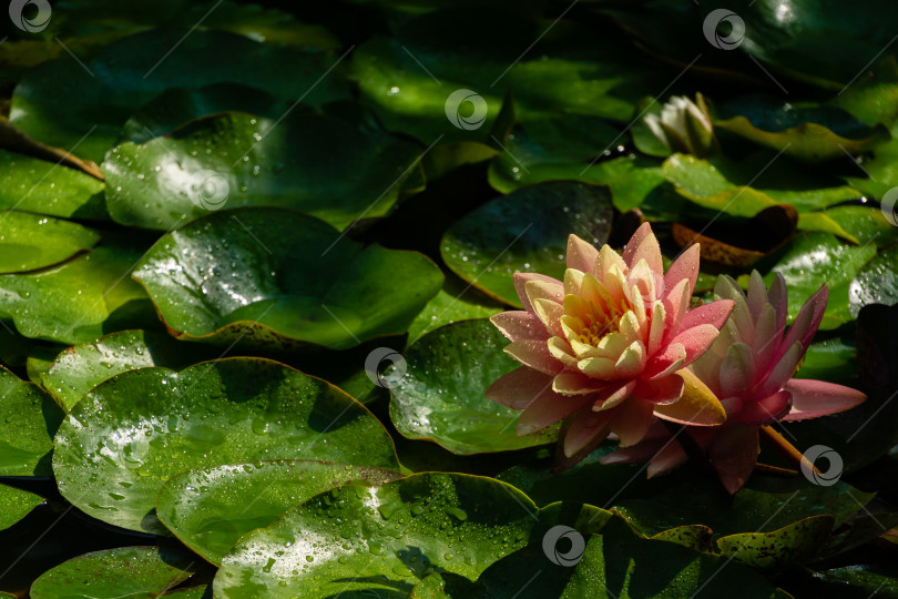 Скачать Две большие удивительно красивые ярко-розовые водяные лилии или цветы лотоса. Оранжевый закат в пруду на размытом фоне крупных зеленых листьев. Выборочный фокус. Цветочный пейзаж для дизайна. фотосток Ozero