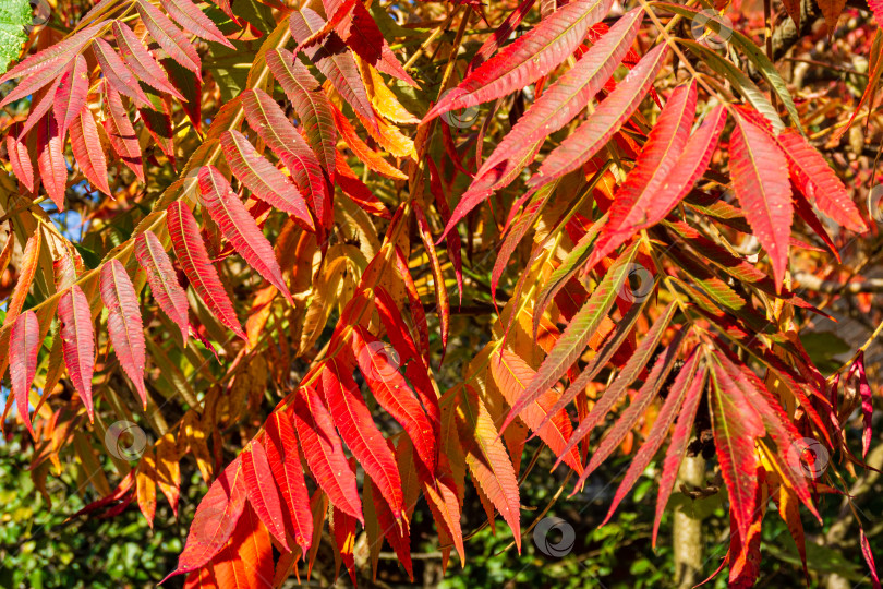 Скачать Rhus typhina (сумах рогатый, Anacardiaceae). Красные, оранжевые и желтые листья сумаха. Крупный план. Концепция природы для дизайна. Фон с рисунком из натуральной текстуры. фотосток Ozero