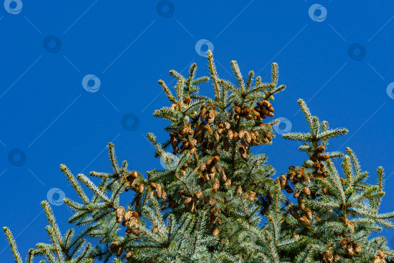 Скачать Коричневые шишки на вершине голубой рождественской елки. Рождественская елка в ландшафтном саду на фоне голубого неба. Солнечный день в осеннем саду. Концепция природы для дизайна. Выборочный фокус фотосток Ozero