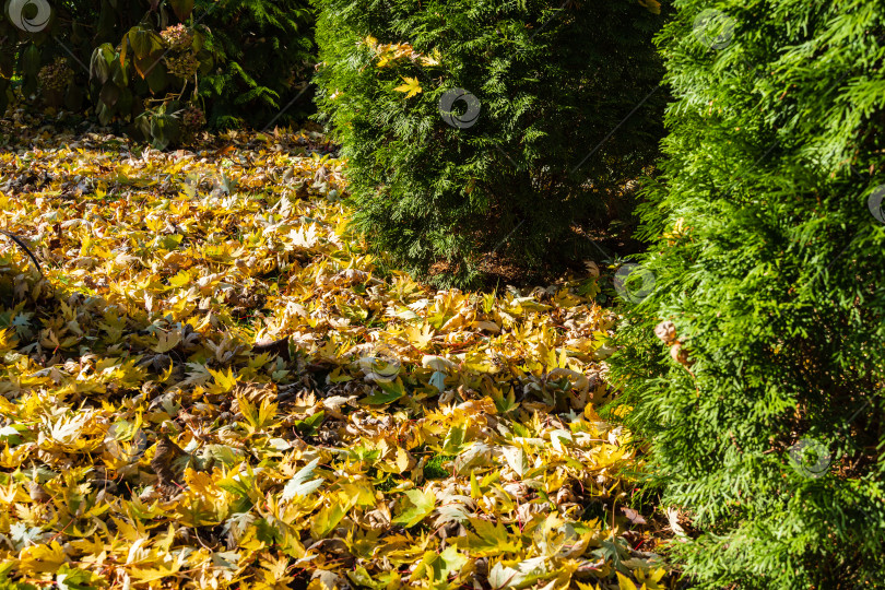 Скачать Красочный фон из красных, желтых и золотых листьев в осеннем ландшафтном саду на размытом темном фоне. Выборочный фокус. Красные, желтые, зеленые и коричневые листья лежат на траве. Спокойствие и релаксация. фотосток Ozero
