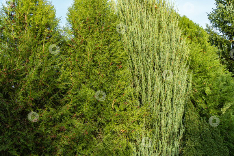 Скачать Живая изгородь из высокой восточной туи Platycladus orientalis, также известной как китайская туя, восточная туя, биота или восточная туя-древоточец. На заднем плане сербская ель Picea omorika. фотосток Ozero