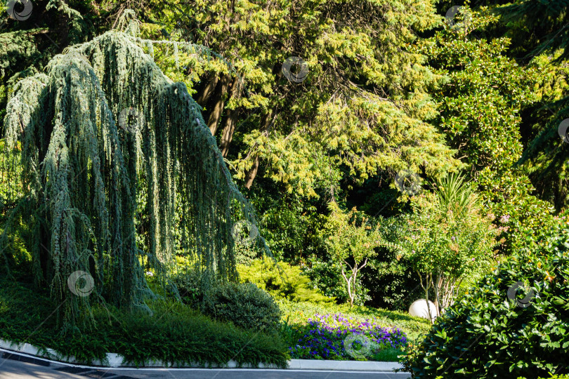 Скачать Величественный плакучий кедр Голубой Атлас (Cedrus atlantica Glauca Pendula) в ландшафтном парке Рай в Крыму. Выборочный фокус. Ветви крупным планом. Cedrus atlantica Glauca Pendula. Санаторий Айвазовского. фотосток Ozero