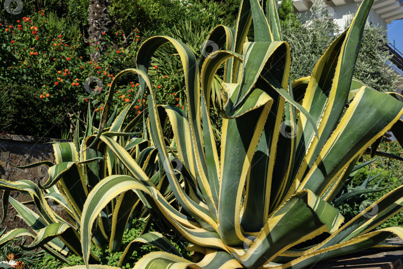 Скачать Американская агава (Agave americana) полосатая — вид рода агав, подсемейства агавовых, семейства спаржевых в ландшафте парка Парадайз в Партените в Крыму. Крупный план. Маргината. фотосток Ozero