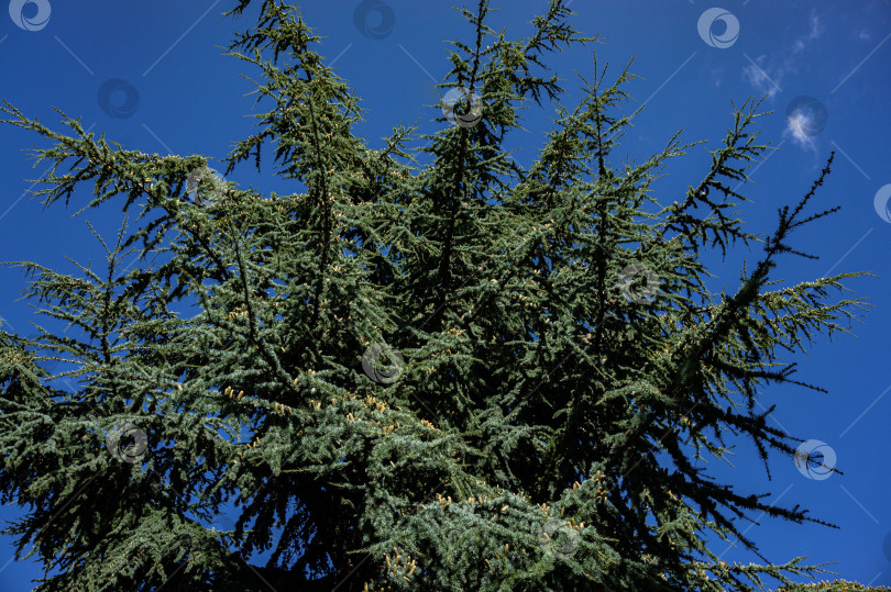 Скачать Cedrus Atlantica Glauca или Голубой атласский кедр. Крупное вечнозеленое кедровое дерево Атлас с шишками на ветвях. Селективный фокус. Ландшафтный парк Рай в Крыму. Санаторий Айвазовский. Алушта, сентябрь. фотосток Ozero