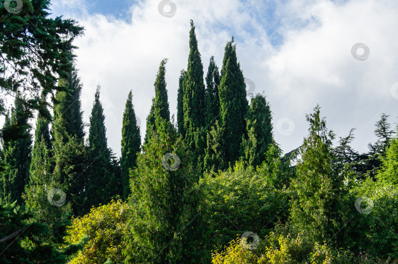 Скачать Cedrus Atlantica Glauca или Голубой атласский кедр. Крупное вечнозеленое кедровое дерево Атлас с шишками на ветвях. Избирательный подход. Ландшафтный парк Рай в Крыму. Санаторий Айвазовский. Алушта, сентябрь. фотосток Ozero