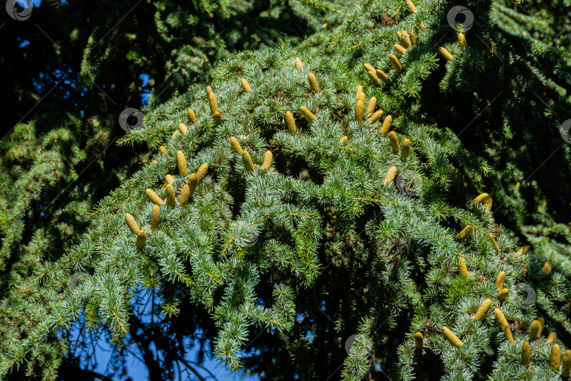 Скачать Cedrus Atlantica Glauca или Голубой атласский кедр. Коричневые мужские шишки на ветвях атласского кедра. Селективный фокус. Ландшафтный парк Рай в Крыму. Санаторий Айвазовский. Алушта, Россия, сентябрь. фотосток Ozero