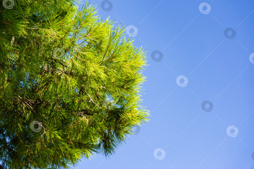 Скачать Длинные зеленые иголки ветвей итальянской кедровой сосны (Pinus pinea), зонтичной сосны в ландшафтном парке Айвазовского (Park Paradise) в Партените, Крым. Крупный план. Есть место для текста. фотосток Ozero