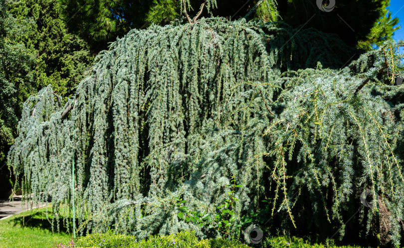 Скачать Величественный плакучий кедр Голубой Атлас (Cedrus atlantica Glauca Pendula) в ландшафтном парке Рай в Крыму. Выборочный фокус. Ветви крупным планом. Cedrus atlantica Glauca Pendula. Санаторий Айвазовского. фотосток Ozero