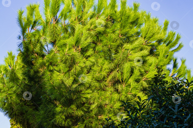 Скачать Длинные зеленые иглы ветвей итальянской кедровой сосны (Pinus pinea), зонтичной сосны в ландшафтном парке Айвазовского (Park Paradise) в Партените, Крым. Крупный план. Есть место для текста. фотосток Ozero