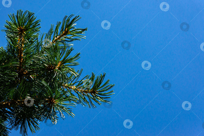 Скачать Крупный план оригинальной двухцветной хвои на ветке японской сосны Pinus parviflora Glauca на фоне голубого неба. Крупный план. Солнечный летний день. Концепция природы для дизайна. Есть место для текста. фотосток Ozero