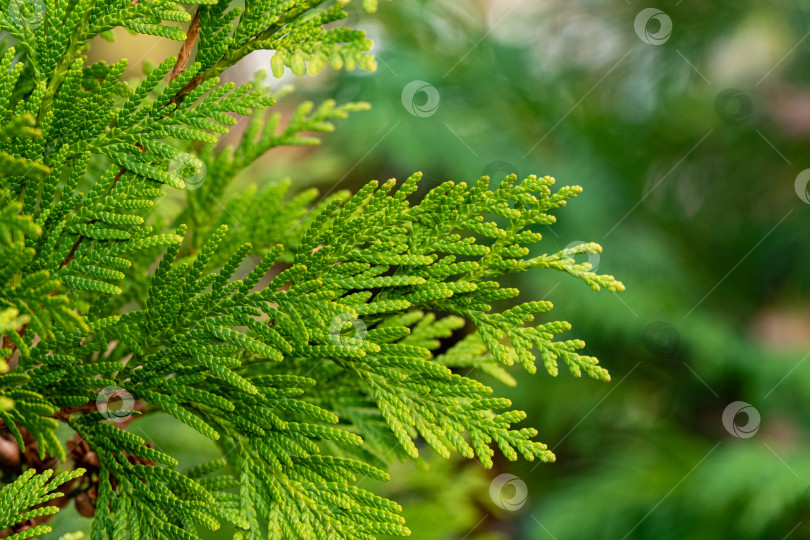 Скачать Желто-зеленая листва на ветке Thuja occidentalis Aurea (северный или восточный белый кедр). Размытый фон. Выборочный фокус. Крупный план. Вечнозеленый ландшафтный сад. Концепция природы для дизайна. фотосток Ozero