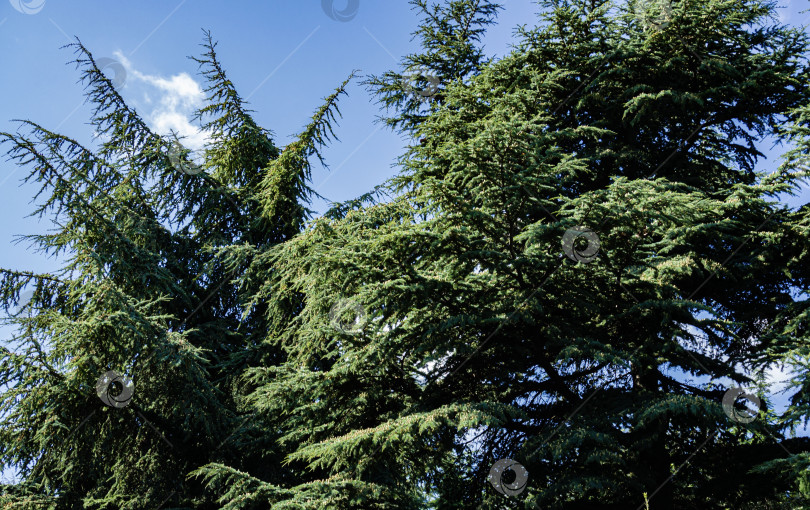 Скачать Cedrus Atlantica Glauca или Голубой атласский кедр. Крупное вечнозеленое кедровое дерево Атлас с шишками на ветвях. Селективный фокус. Ландшафтный парк Рай в Крыму. Санаторий Айвазовский. Алушта, сентябрь. фотосток Ozero