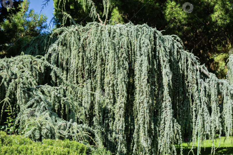 Скачать Величественный плакучий кедр Голубой Атлас (Cedrus atlantica Glauca Pendula) в ландшафтном парке Рай в Крыму. Выборочный фокус. Ветви крупным планом. Cedrus atlantica Glauca Pendula. Санаторий Айвазовского. фотосток Ozero