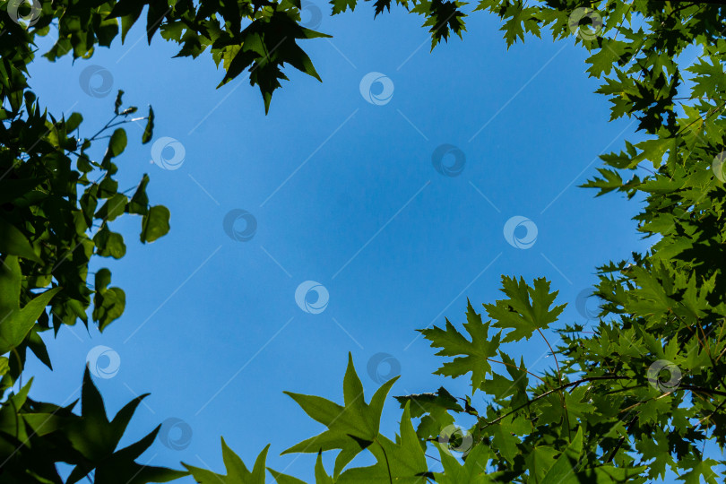 Скачать Голубое небо с белыми облаками сквозь окно из темно-зеленых листьев Ликидамбара стирацифлуа, амбровое дерево в фокусе с размытыми зелеными листьями в солнечном свете. Выборочный фокус. Концепция природы для дизайна. фотосток Ozero