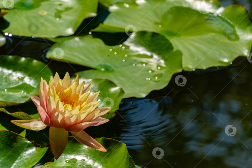 Скачать Крупный удивительно красивый ярко-розовый цветок водяной лилии или лотоса. Оранжевый закат в пруду на размытом фоне крупных зеленых листьев. Выборочный фокус. Цветочный пейзаж для дизайна. фотосток Ozero