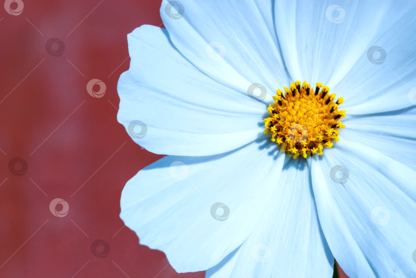Скачать Макросъемка цветка сверху на красном фоне. фотосток Ozero