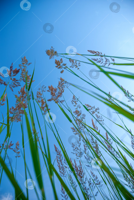 Скачать Колоски зеленой травы на фоне голубого неба. Снято снизу. фотосток Ozero