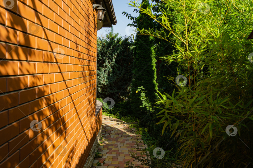 Скачать Бамбук, туя западная смарагдовая (Thuja occidentalis Smaragd) и другие вечнозеленые растения растут вдоль пешеходной каменной дорожки у стены кирпичного загородного дома. На кирпичной стене есть место для текста. фотосток Ozero
