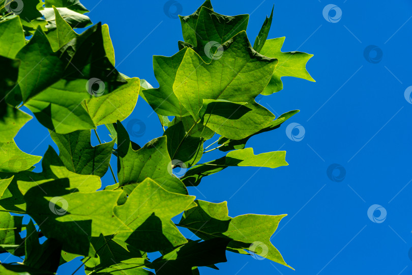 Скачать Молодые крупные листья на ветке тюльпанного дерева (Liriodendron tulipifera) на фоне голубого неба. Выборочный фокус. Крупный план. фотосток Ozero