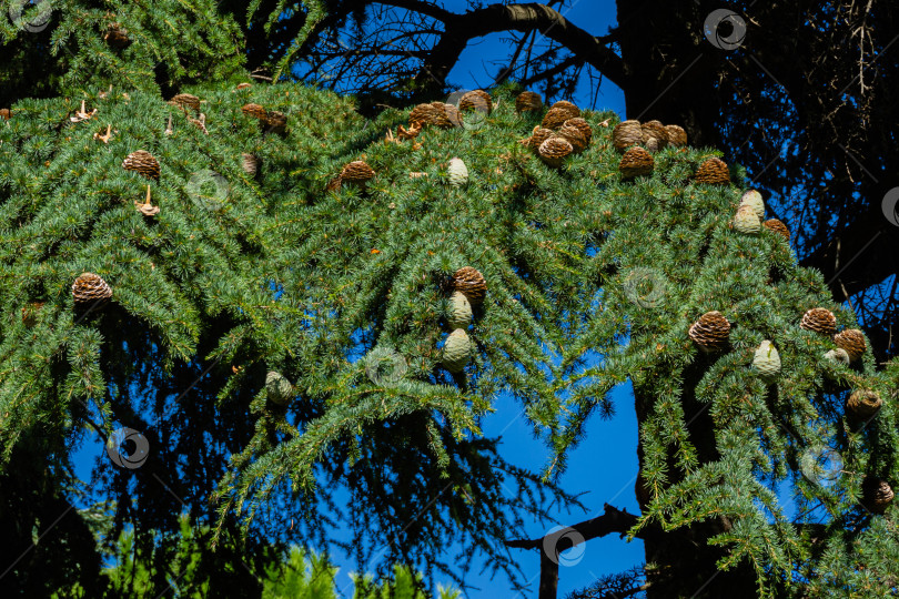 Скачать Cedrus Atlantica Glauca или Голубой атласский кедр. Крупные круглые шишки на ветвях атласского кедра. Избирательная направленность. Ландшафтный парк Рай в Крыму. Санаторий Айвазовского в Пратените. Алушта, сентябрь. фотосток Ozero