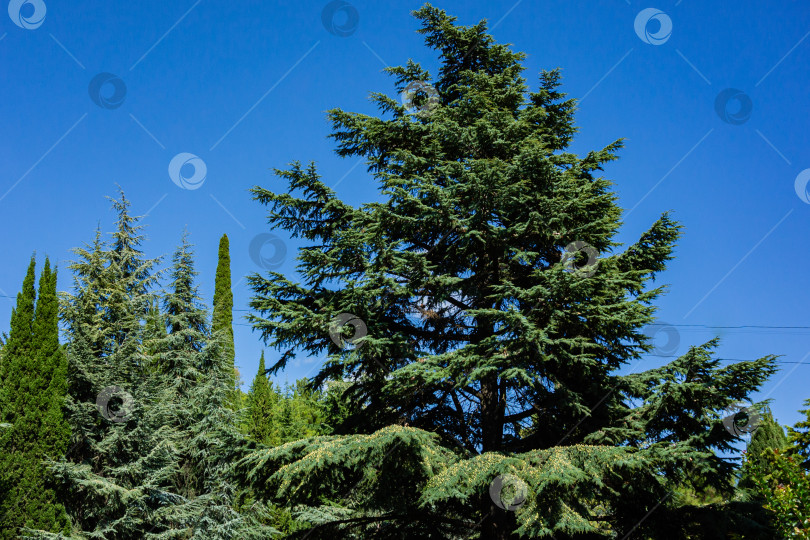 Скачать Cedrus Atlantica Glauca или Голубой атласский кедр. Крупное вечнозеленое кедровое дерево Атлас с шишками на ветвях. Селективный фокус. Ландшафтный парк Рай в Крыму. Санаторий Айвазовский. Алушта, сентябрь. фотосток Ozero