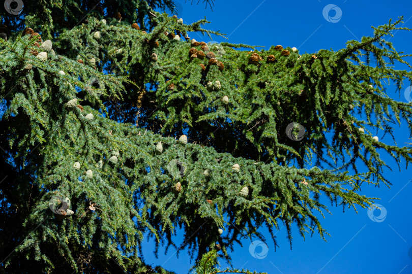 Скачать Cedrus Atlantica Glauca или Голубой атласский кедр. Крупные круглые шишки на ветвях атласского кедра. Избирательная направленность. Ландшафтный парк Рай в Крыму. Санаторий Айвазовского в Пратените. Алушта, сентябрь. фотосток Ozero