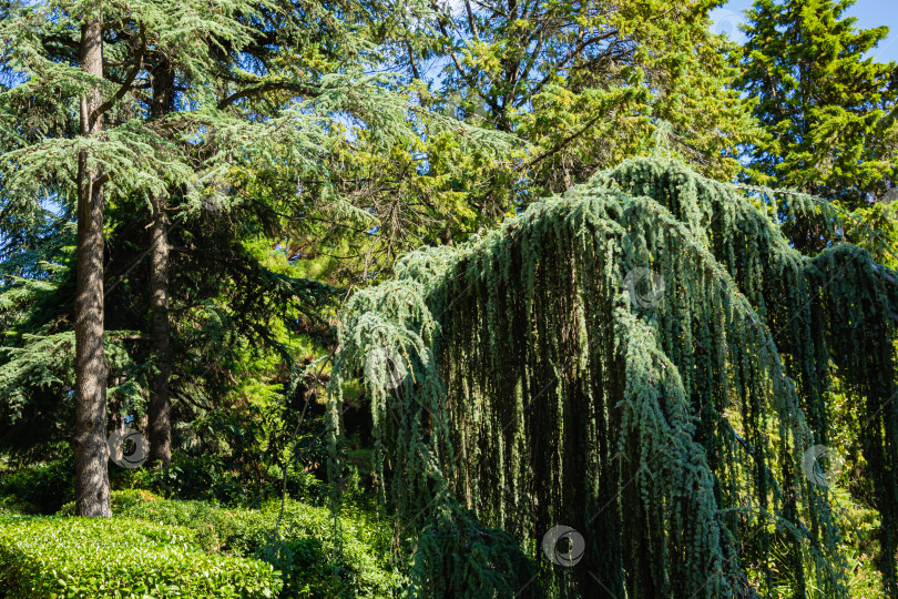 Скачать Величественный плакучий кедр Голубой Атлас (Cedrus atlantica Glauca Pendula) в ландшафтном парке Рай в Крыму. Выборочный фокус. Ветви крупным планом. Cedrus atlantica Glauca Pendula. Санаторий Айвазовского. фотосток Ozero