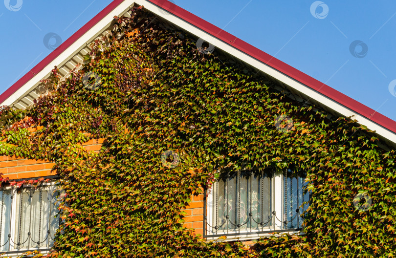 Скачать Крупный план разноцветных осенних листьев Parthenocissus tricuspidata 'Veitchii' или листьев бостонского плюща на кирпичной стене здания. Выборочный фокус. Концепция природы для дизайна. фотосток Ozero