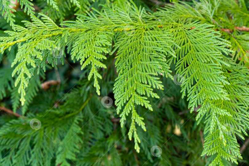 Скачать Красивая зеленая листва на ветке сложенной туи Кан-Кан (Thuja plicata Can– Can). Размытый фон. Выборочный фокус. Туя пликата, Западный Красный кедр или Тихоокеанский красный кедр в ландшафтном саду. фотосток Ozero