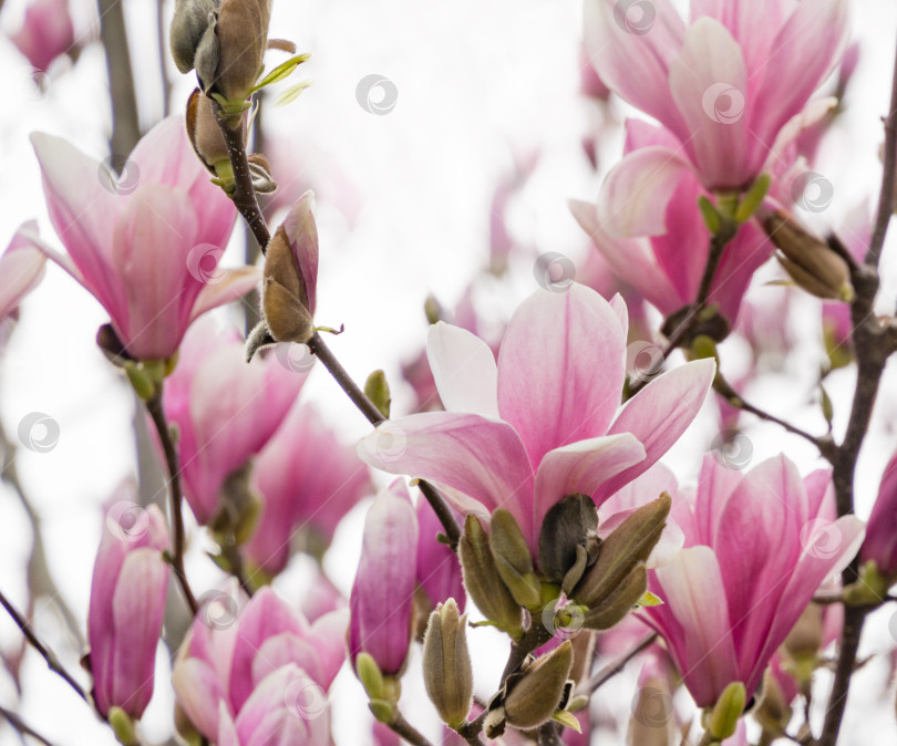Скачать Красивая ветка розово-белой магнолии Soulangeana Alexandrina на фоне голубого неба в весеннем дендрарии Парка южных культур в Сириусе (Адлер) Сочи. Выборочный фокус крупным планом фотосток Ozero