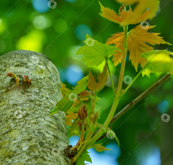 Скачать Новые побеги клена Acer saccharinum на укороченном стволе дерева. Новые зеленые листья на acer в весенний день. Концепция природы для любого дизайна. Мягкий избирательный акцент. фотосток Ozero