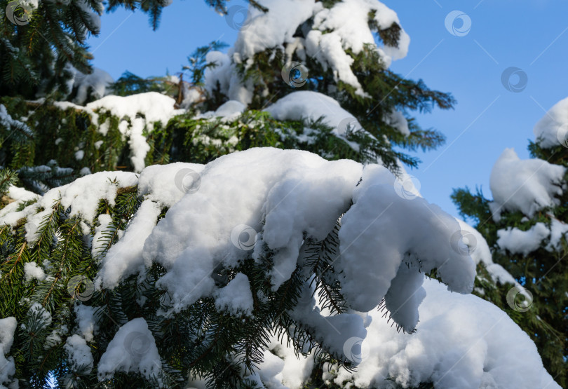 Скачать Крупный план хвойного дерева Picea omorika или сербской ели, покрытой белым пушистым снегом. Концепция природы для волшебной темы Нового года и Рождества. Выборочный фокус рождественской елки фотосток Ozero