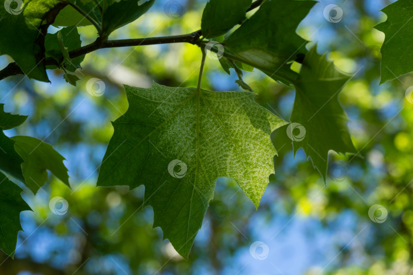 Скачать Крупный план мраморнолистного американского платана (Platanus occidentalis Variegata, платановое дерево). Крупный план камуфляжного фона в дендрарии Парка южных культур в Сириусе (Адлер) Сочи. фотосток Ozero