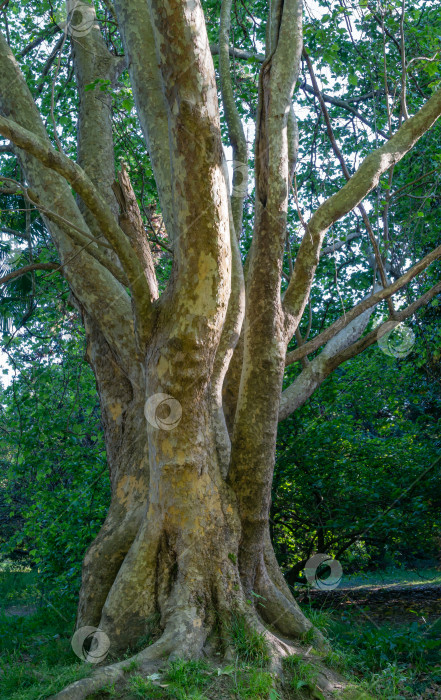 Скачать Приятная текстура коры американского платана (Platanus occidentalis, Платановое дерево). Крупный план камуфляжного фона в дендрарии Парка южных культур в Сириусе (Адлер), Сочи. фотосток Ozero