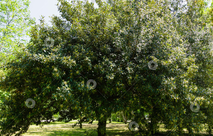 Скачать Пейзаж с цветущим Quercus ilex, вечнозеленым дубом или желудем каменного дуба в весеннем городском парке Сочи. Большое вечнозеленое дерево с пышной листвой фотосток Ozero