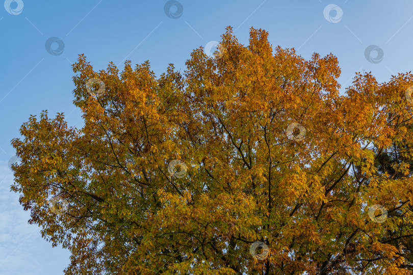 Скачать Огромный красный дуб Quercus rubra на фоне голубого неба. Зеленые, желтые и золотистые листья красного дуба на закате. Осенний пейзаж. Концепция природы для дизайна. фотосток Ozero