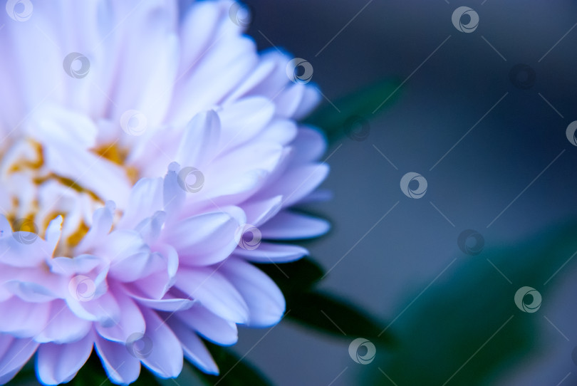 Скачать Астра. Макросъемка. Лепестки цветка сняты крупным планом на размытом фоне. фотосток Ozero