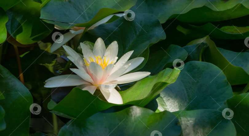 Скачать Белая водяная лилия или цветок лотоса Marliacea Rosea в садовом пруду. Нимфея крупным планом на фоне темно-зеленых больших листьев.  Цветочный пейзаж для обоев природы с пространством для копирования. Выборочный фокус фотосток Ozero