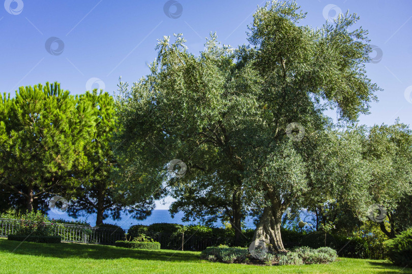 Скачать Ландшафтный парк "Рай" в Крыму. Оливковые деревья (Olea europaea) в реликтовой оливковой роще в Айвазовском. Возраст деревьев более 200 лет. Ландшафтная архитектура. фотосток Ozero