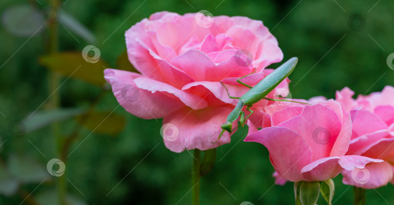 Скачать Макрос европейского богомола в естественной среде обитания. Он смотрит в камеру и сидит на розовых розах королевы Елизаветы. Религиозный богомол - символ штата Коннектикут фотосток Ozero