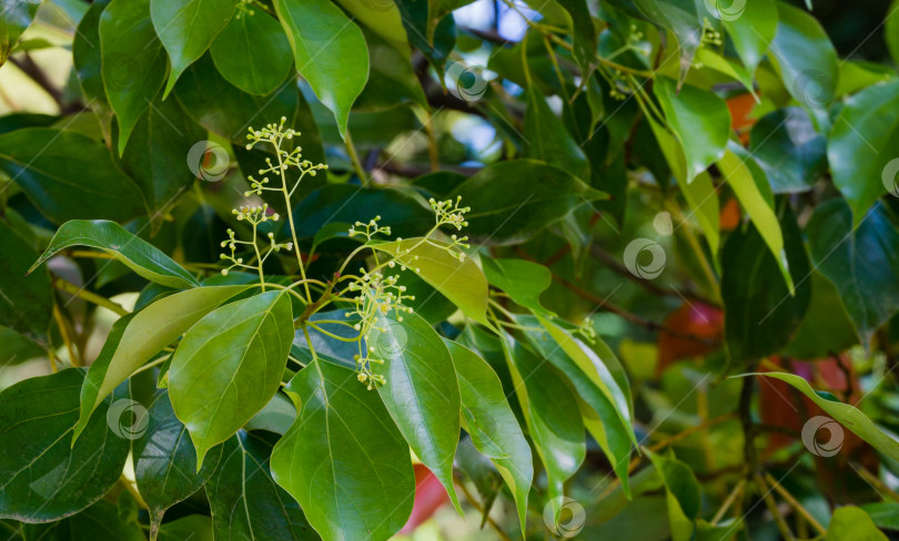 Скачать Крупный план цветения камфорного дерева (Cinnamomum camphora) обыкновенного камфорного дерева или камфорного лавра с вечнозелеными листьями в дендрарии Парка южных культур в Сириусе (Адлер) Сочи. фотосток Ozero