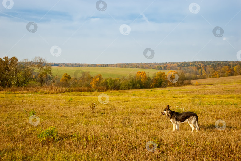 Скачать Восточноевропейская овчарка стоит в поле. Прекрасный осенний пейзаж золотой осени. фотосток Ozero