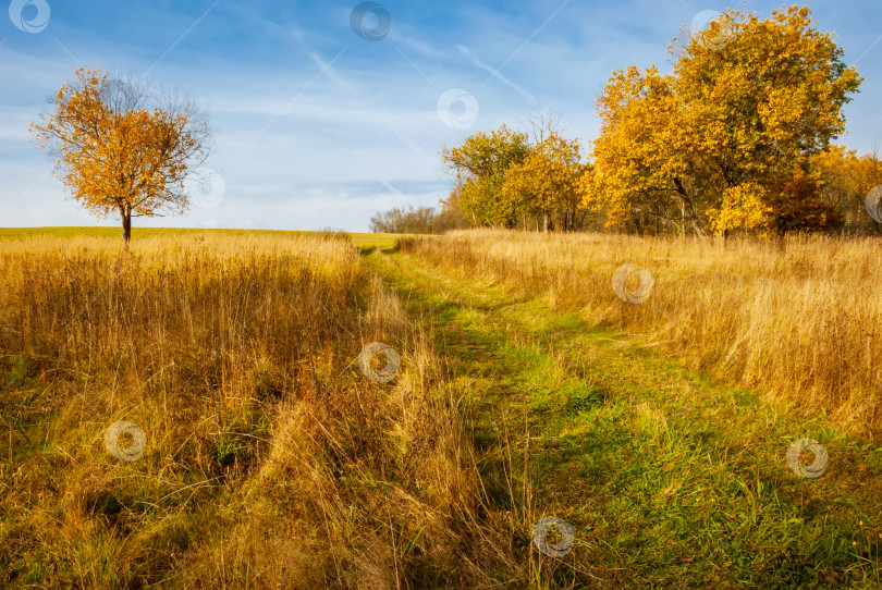 Скачать Прекрасный пейзаж "золотой" осени. Огненная листва на осенних деревьях. фотосток Ozero