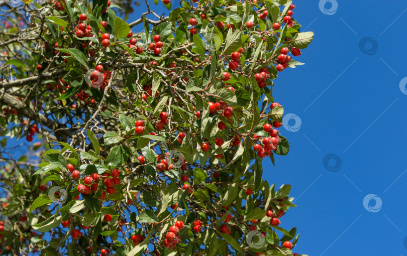 Скачать Крупный план красных гроздей боярышника Лавалле (Crataegus x lavallei Carrierei) Терновник или майское дерево в городском парке Краснодара. Общественный пейзаж парка Галицкого солнечной осенью 2021 года. Выборочный фокус. фотосток Ozero