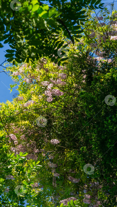 Скачать Цветущая фиолетовая глициния, китайская или японская глициния на большой вечнозеленой секвойе семпервиренс (береговое красное дерево) в дендрарии Парка южных культур в Сириусе (Адлер) Сочи. фотосток Ozero