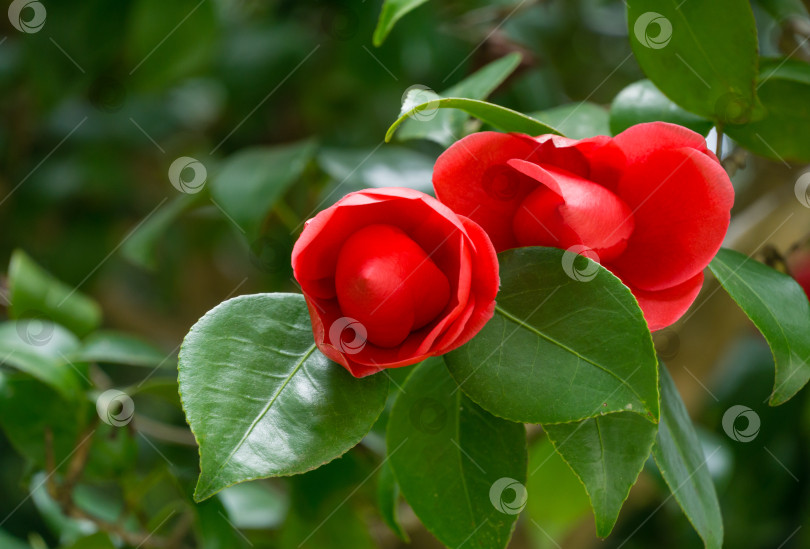 Скачать Японская камелия (Camellia japonica) в солнечный весенний день в дендрарии Парка южных культур в Сириусе (Адлер). Крупным планом красные, похожие на розу цветы камелии и бутоны с вечнозелеными глянцевыми листьями фотосток Ozero