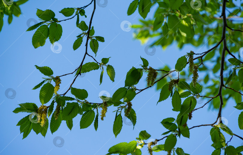 Скачать Молодые зеленые листья с весенними сережками Carpinus betulus, граба европейского или обыкновенного. Красивые веточки на весеннем фоне. Концепция природы для любого дизайна. Избирательный подход фотосток Ozero