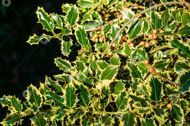 Скачать Рождественский остролист ilex aquifolium Argentea Marginata с розовыми ягодами на размытом темном фоне. Выборочный фокус. Изящные листья с бахромой в ожидании Нового года. Природная концепция дизайна. Крым. фотосток Ozero