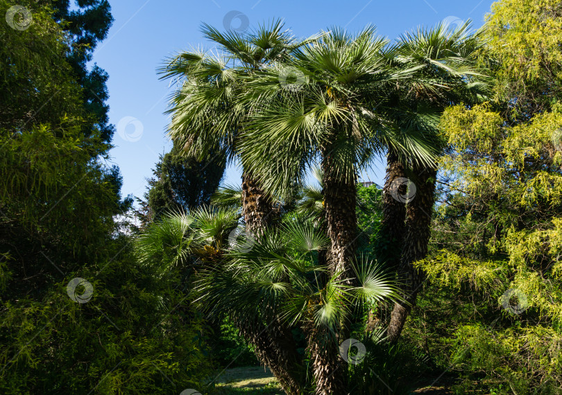 Скачать Красивая пальма Chamaerops humilis, европейская веерная или средиземноморская карликовая пальма в дендрарии Парка южных культур в Сириусе (Адлер) Сочи. фотосток Ozero